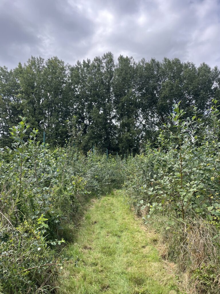 Forêt Miyawaki un an