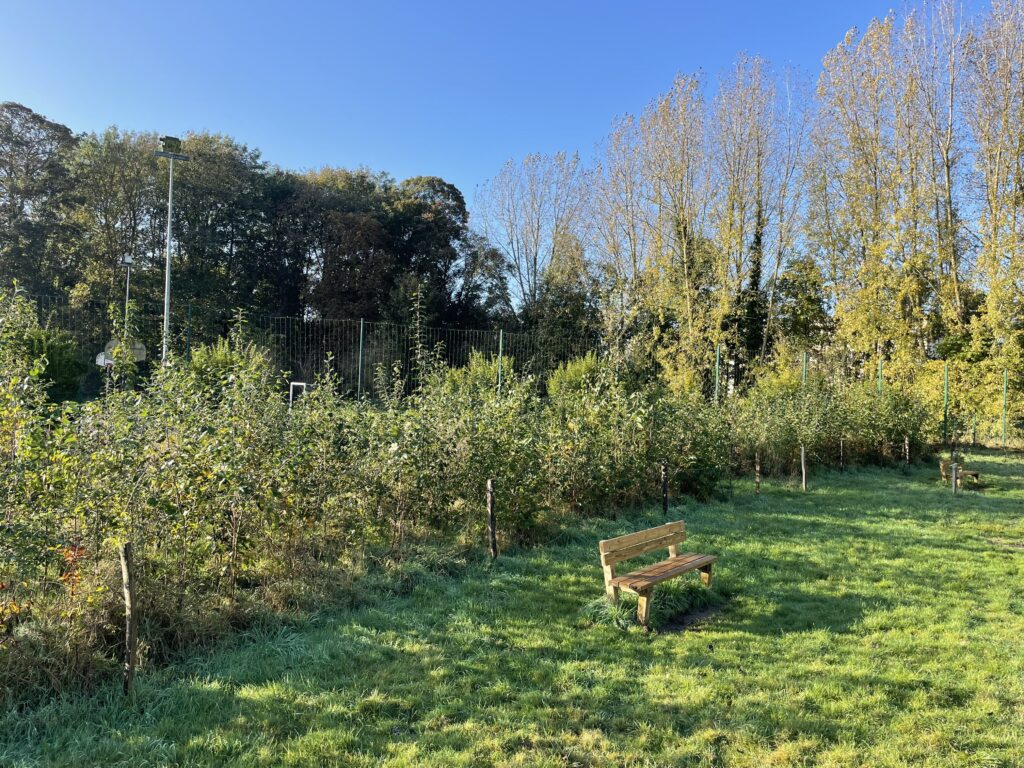 Croissance Forêt Miyawaki